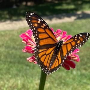 Meet your Posher, Judi